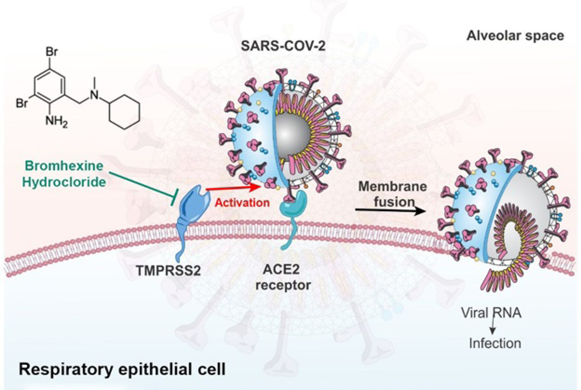Мир коронавирус 2020 года. Сериновая протеаза tmprss2. Ace 2 Рецептор коронавирус. Механизм действия вируса. Связывание вируса с рецепторами клетки.