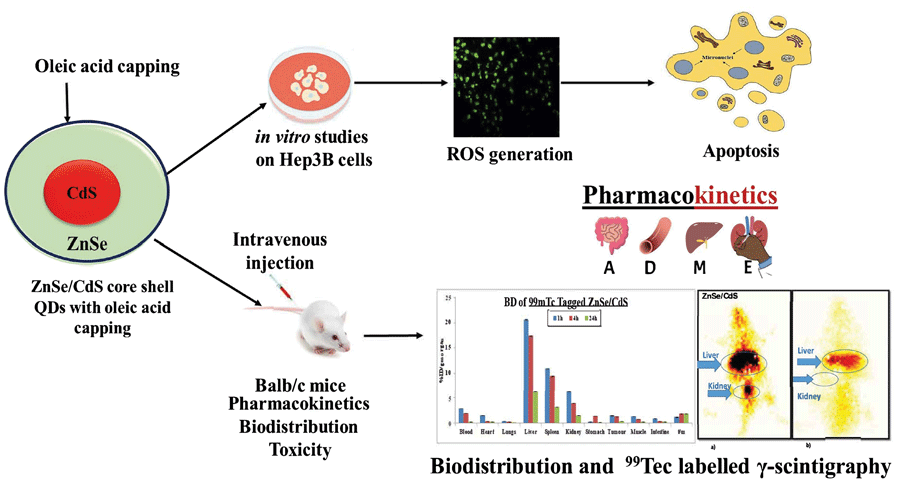 Graphical Abstract