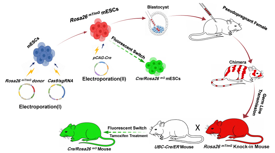 Graphical Abstract